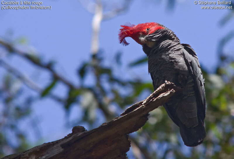 Gang-gang Cockatoo