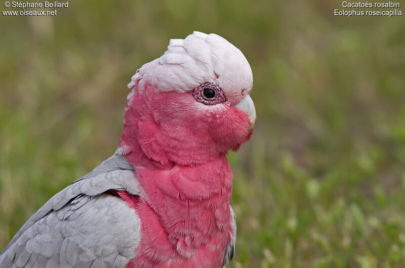 Galah