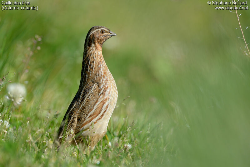 Common Quail male adult, walking