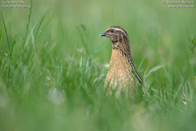 Common Quail male adult, walking