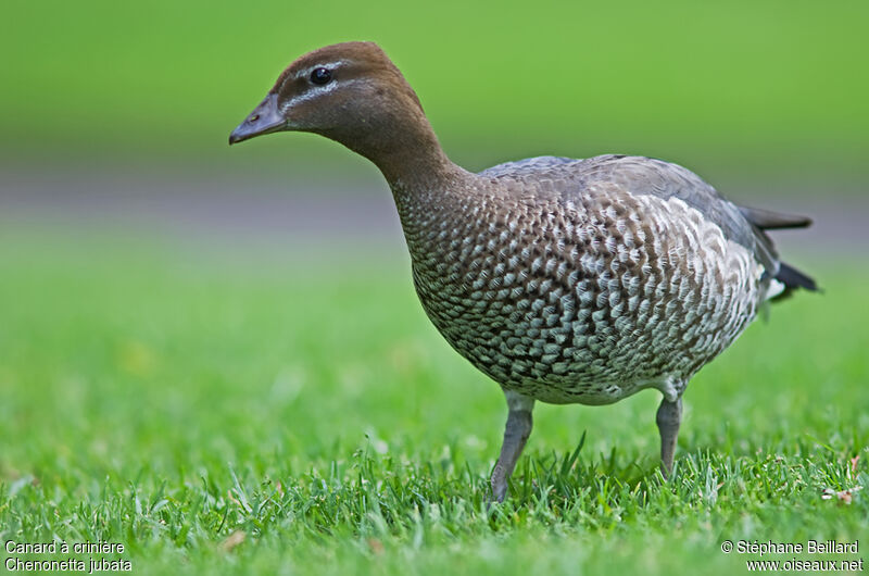 Canard à crinière femelle