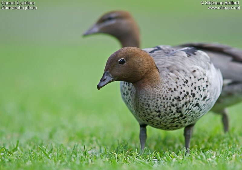 Maned Duck male