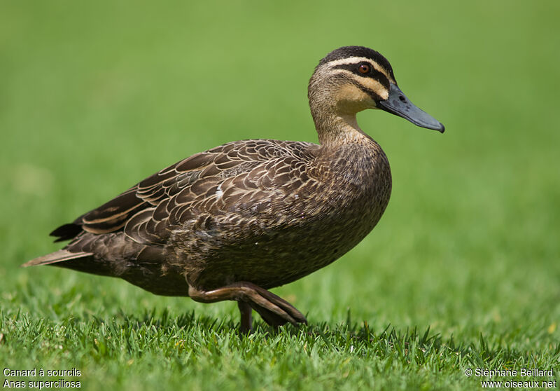 Pacific Black Duck