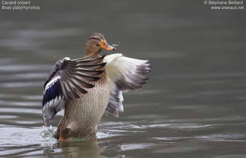 Canard colvert