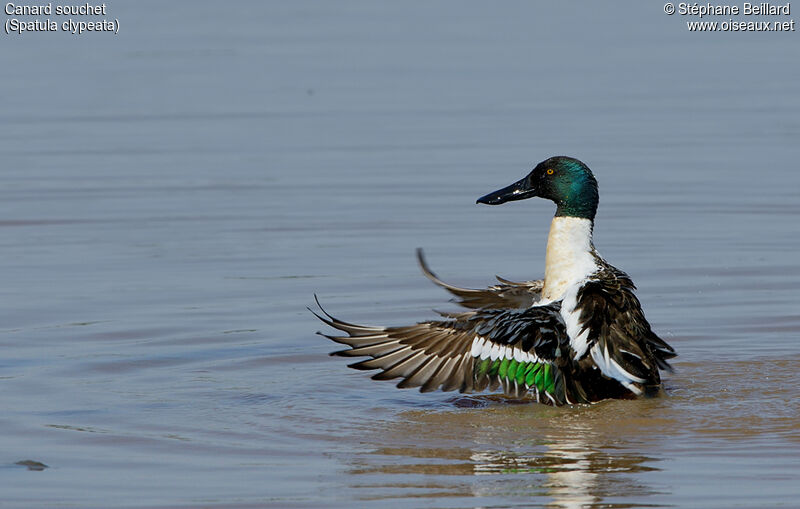 Northern Shoveler male adult