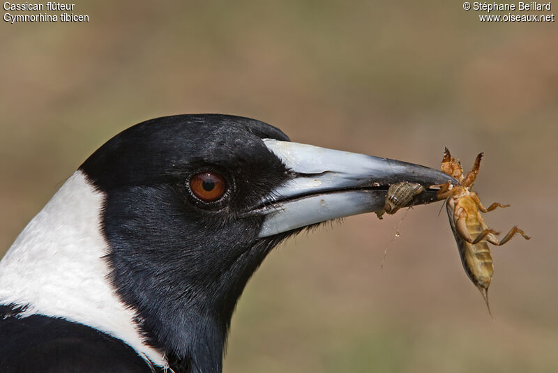 Australian Magpie