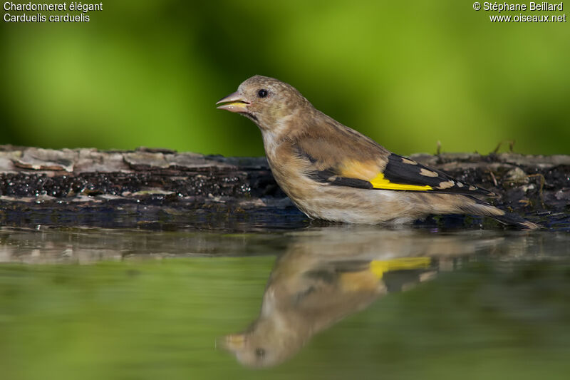 European Goldfinchimmature