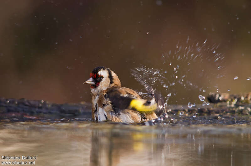 European Goldfinchadult, care