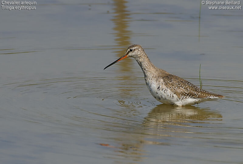 Spotted Redshank