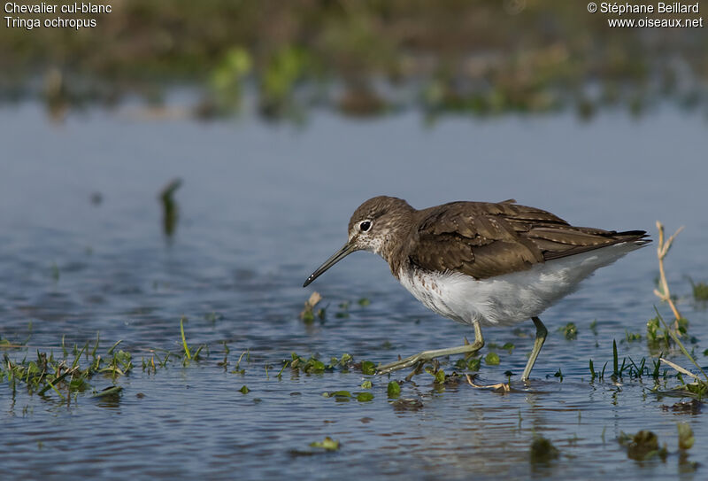 Green Sandpiper