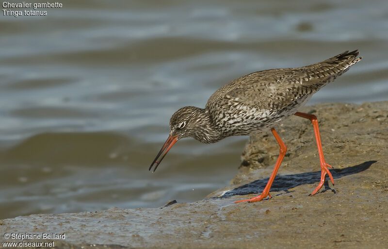 Common Redshank