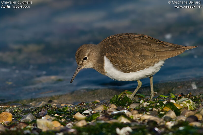 Common Sandpiper