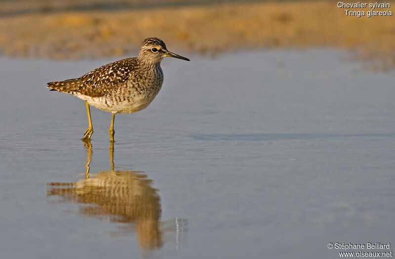 Wood Sandpiper