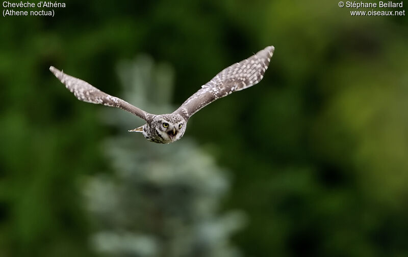 Little Owl