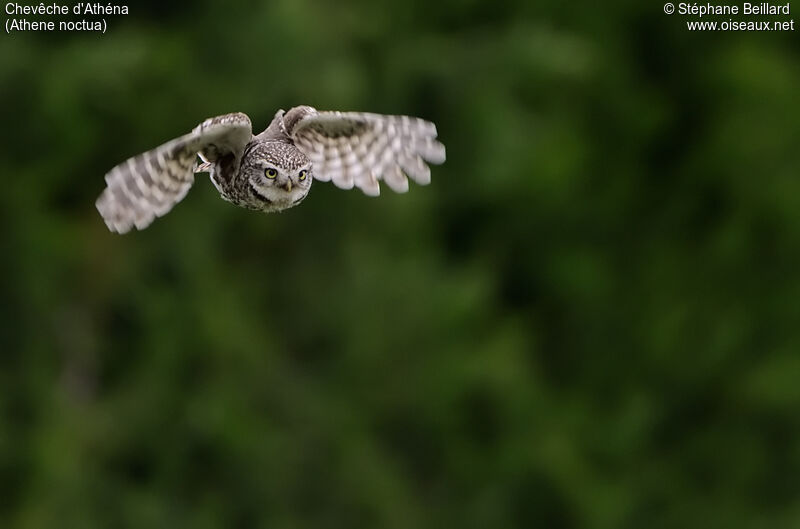 Little Owl