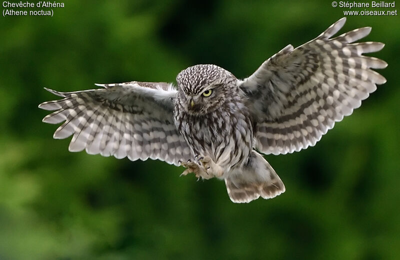 Little Owl