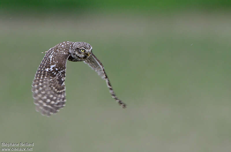 Little Owl, Flight