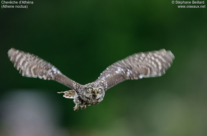 Little Owl