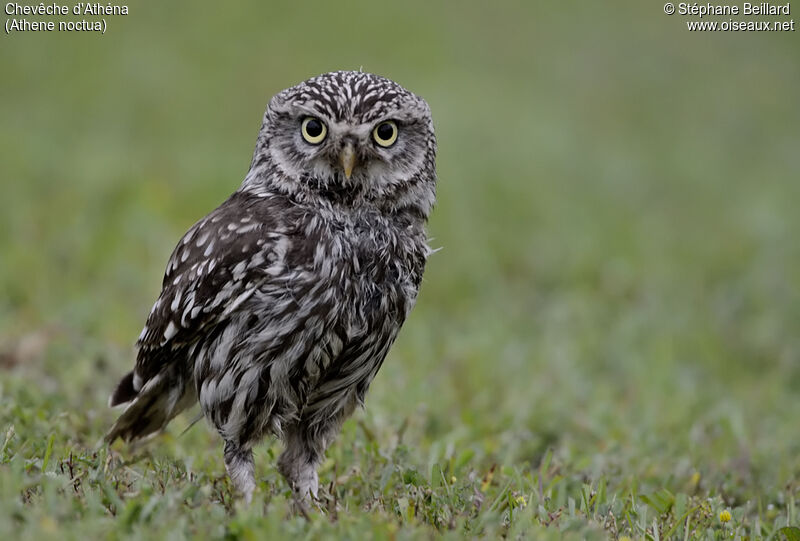 Little Owl