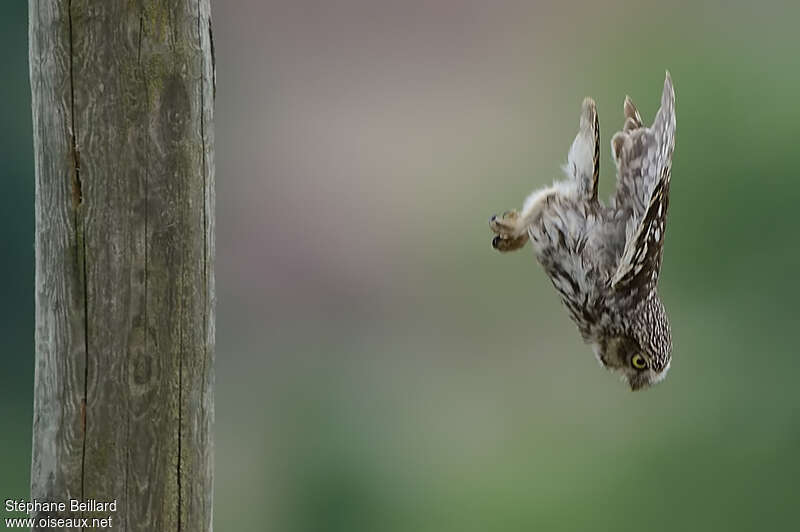 Little Owl, Flight, Behaviour