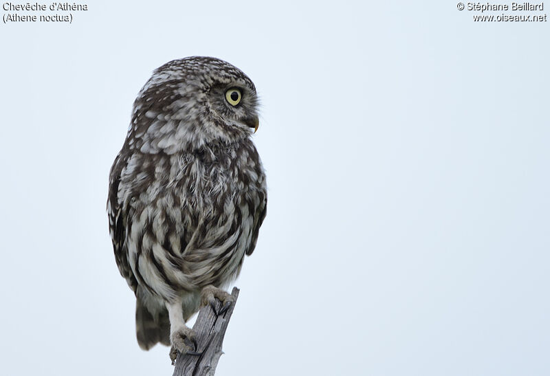 Little Owl