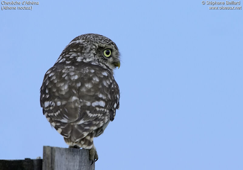 Little Owl