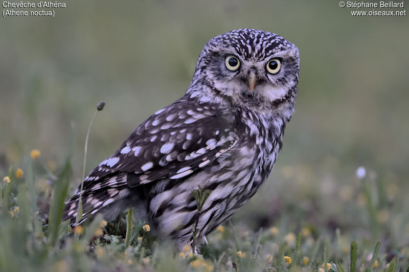 Little Owl