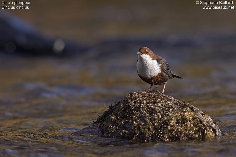 White-throated Dipper