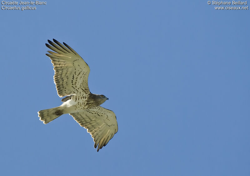 Short-toed Snake Eagle