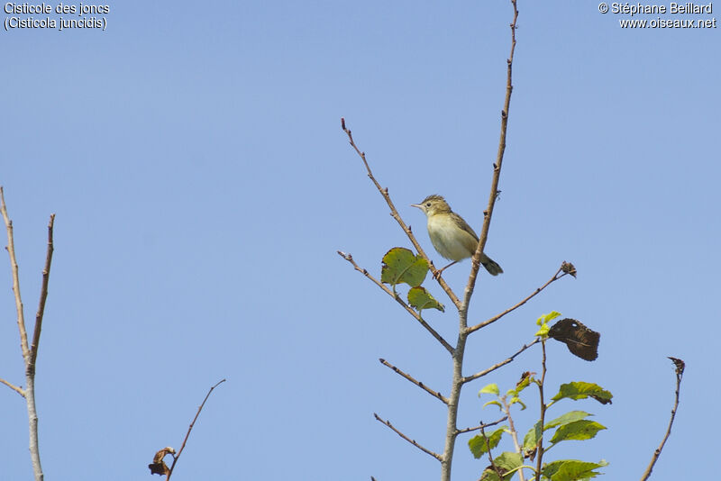 Zitting Cisticola