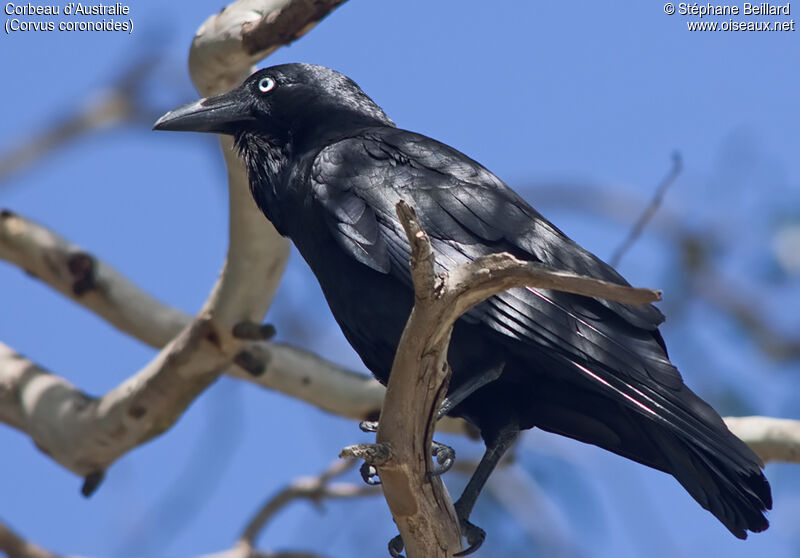 Australian Raven