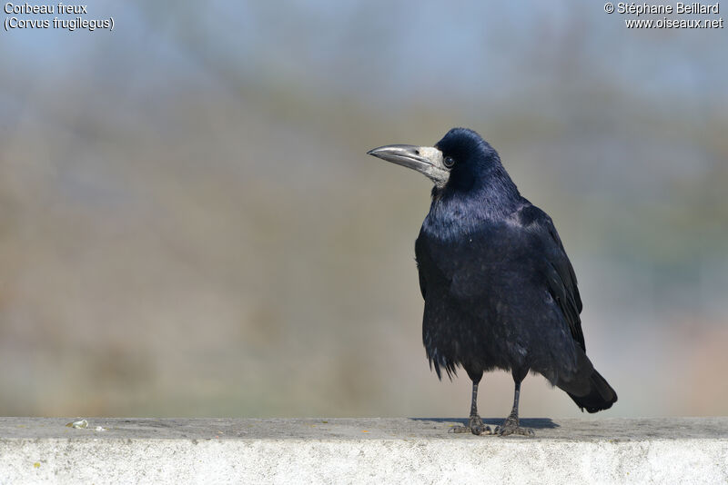 Corbeau freuxadulte