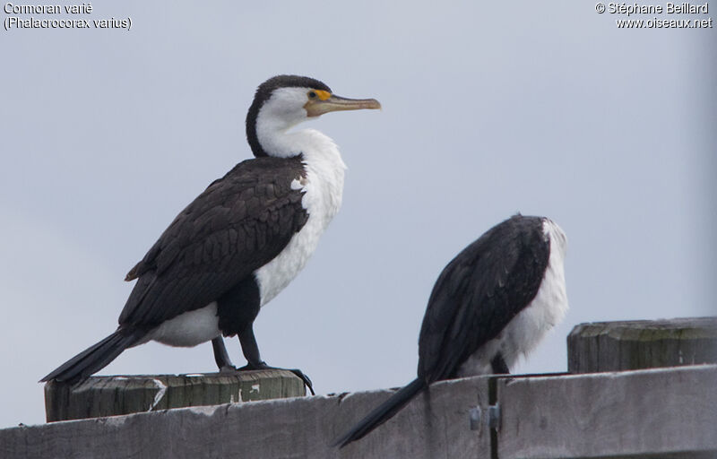 Australian Pied Cormorant