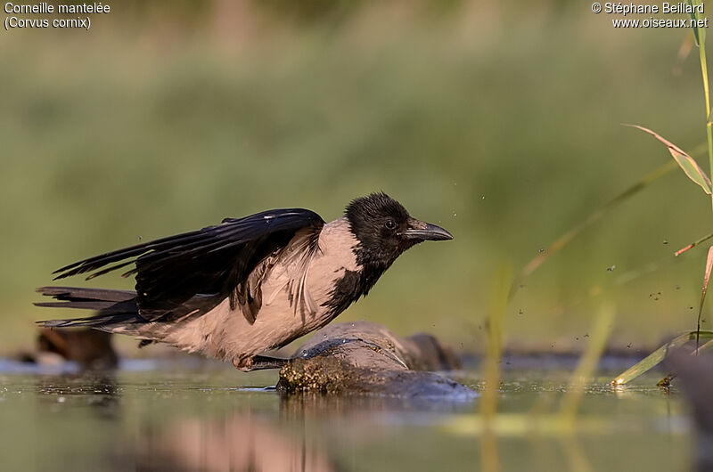 Hooded Crow