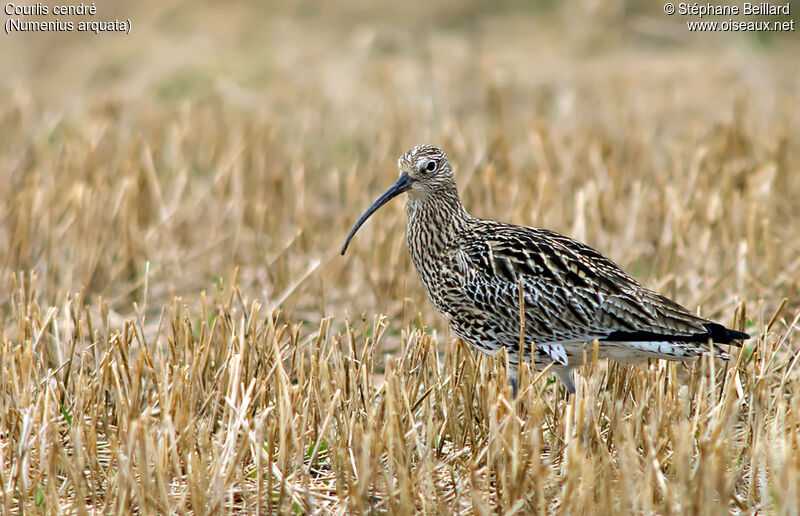 Eurasian Curlew