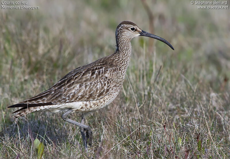 Eurasian Whimbrel