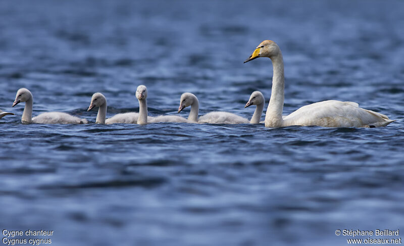 Whooper Swan