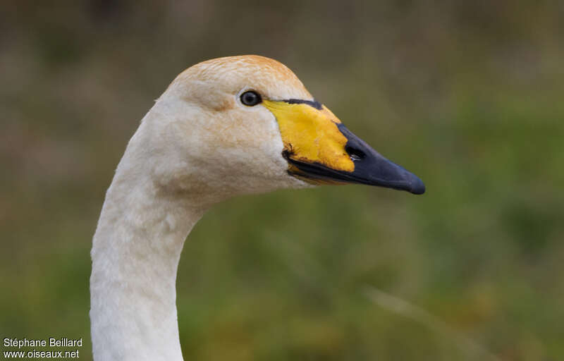 Cygne chanteuradulte nuptial, portrait