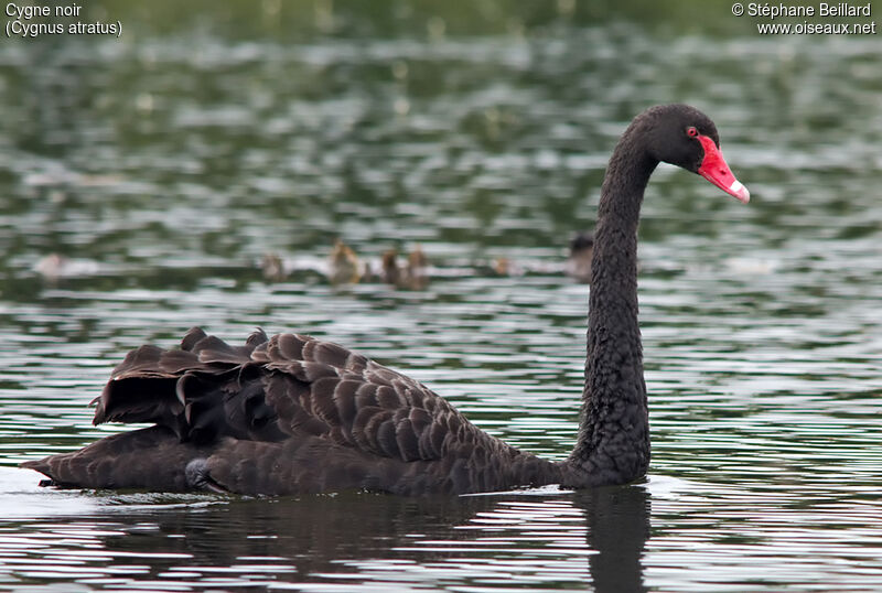 Black Swan