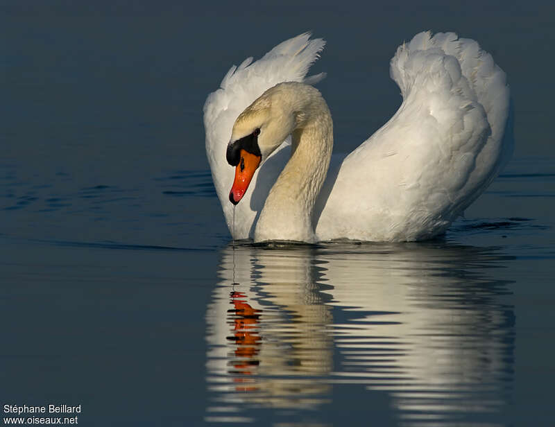 Cygne tuberculé mâle adulte, parade