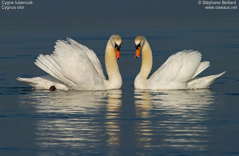 Cygne tuberculé 