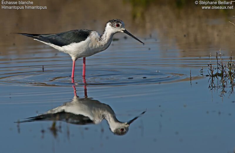 Black-winged Stilt