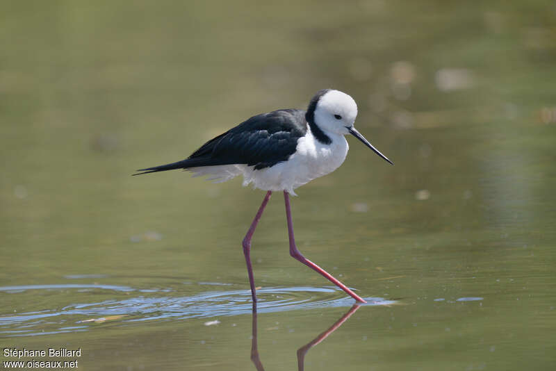 Échasse d'Australieadulte, identification