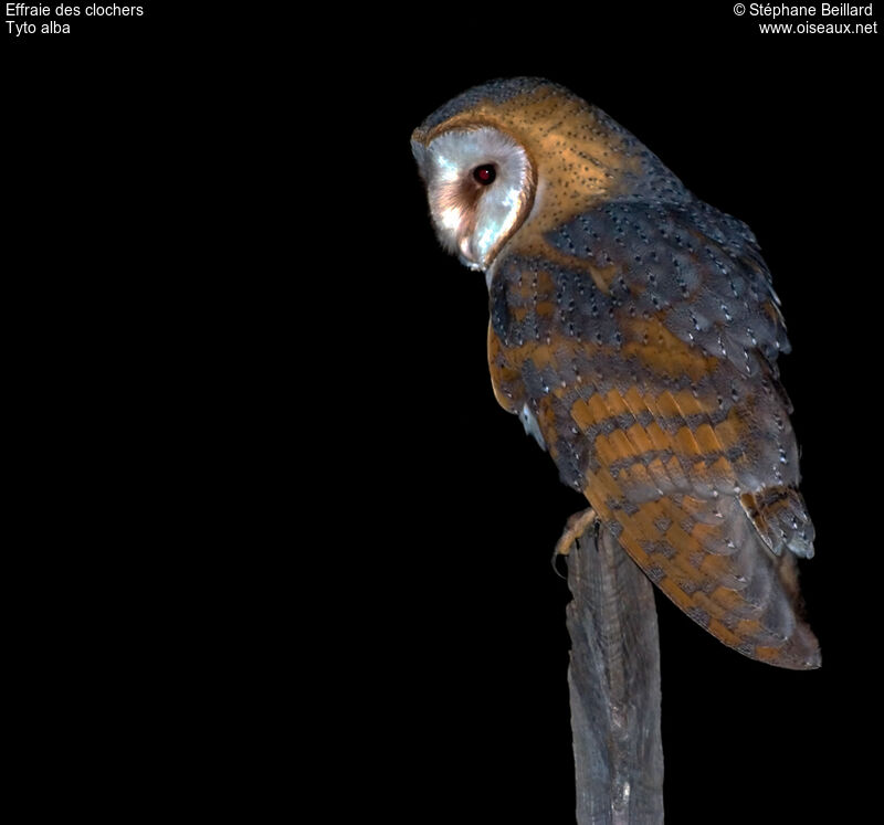 Western Barn Owl