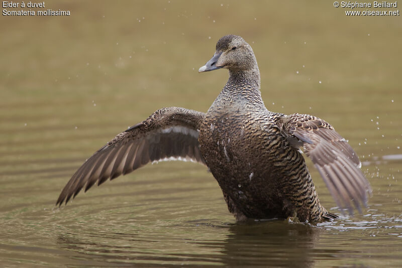 Eider à duvet femelle adulte