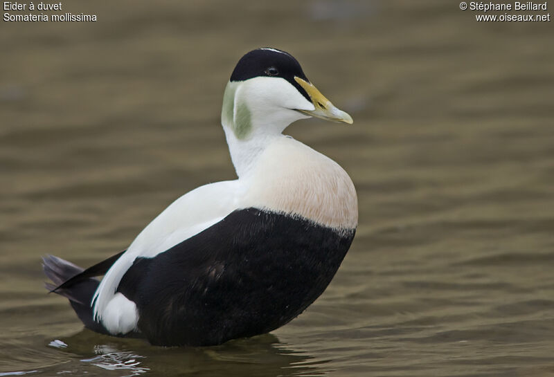 Common Eider male adult