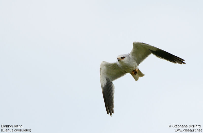 Black-winged Kite