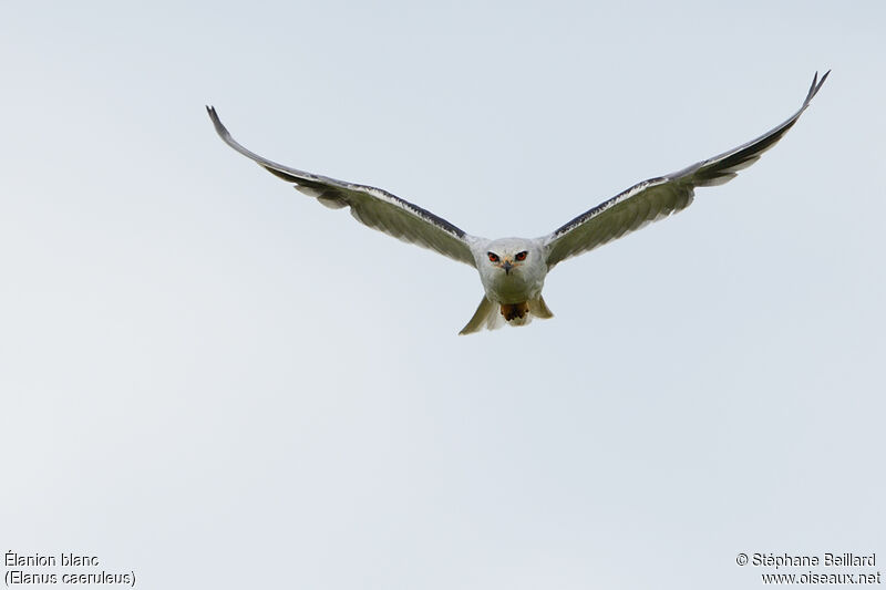 Black-winged Kite