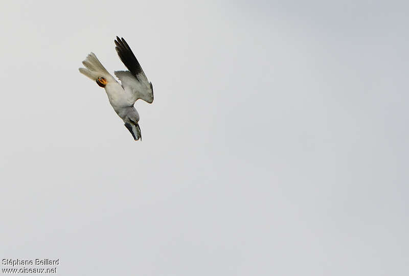 Black-winged Kiteadult, fishing/hunting