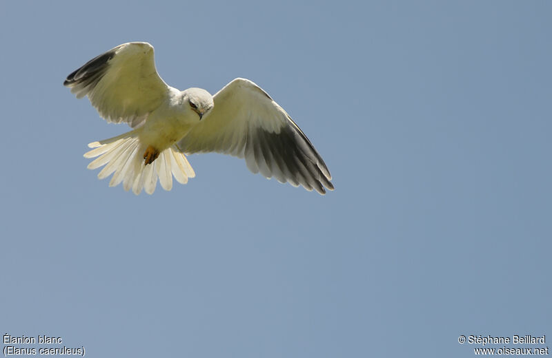 Black-winged Kite